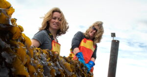 Read more about the article The Seaweed Company acquires Dutch seaweed farm Zeewaar