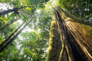 Read more about the article Can Saving Trees Really Turn Bitcoin Green? – TechCrunch