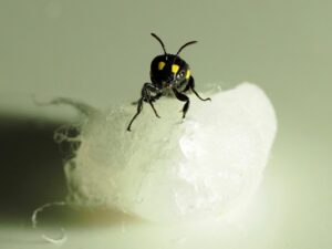 Read more about the article New Zealand’s Humble Bee Bio is using bees to create bioplastics – TechCrunch