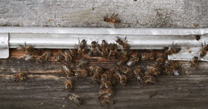 Read more about the article World Bee Day 2022: Check out these Amsterdam-based startups and initiatives protecting the bee population 