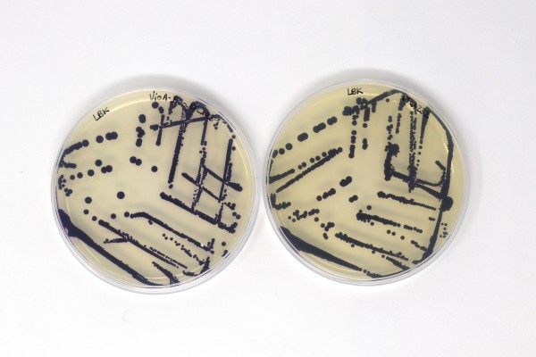 Read more about the article Steal This Hot New Summer Look (It’s Bacteria) – TechCrunch