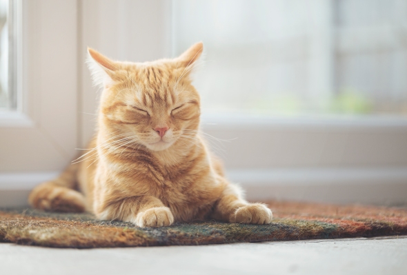 You are currently viewing COVID was the best thing for Kitty, as insurance apps for pets boom – TechCrunch