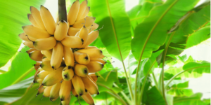 Read more about the article Switzerland-based EMPA and BASE partner with Innoterra to help improve banana cultivation in India