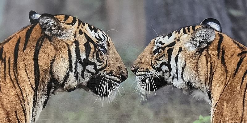 You are currently viewing an exhibition of 100 wildlife photographs by 14-year-old nature enthusiast Amoghavarsha Patlapati