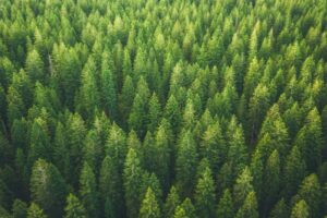 Read more about the article Pina Earth gets seed backing to grow sustainable forestry carbon credits – TechCrunch