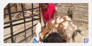 Read more about the article How PashuBajaar is leveraging tech in Indian livestock trading