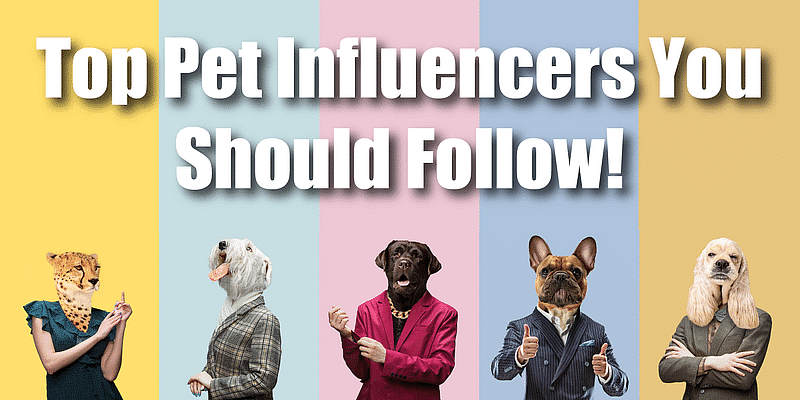 You are currently viewing Top 10 pet influencers taking social media by storm