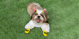 Read more about the article The paw trail that led this startup to design shoes for dogs