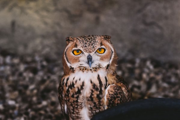 You are currently viewing Hootsuite laid off nearly a third of its workforce as CEO tries to ‘refocus’ – TechCrunch