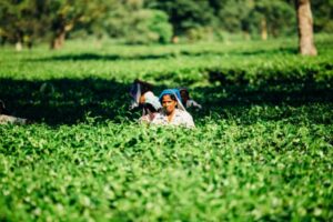 Read more about the article Accel backs Produze to help agri-producers in India export globally – TechCrunch