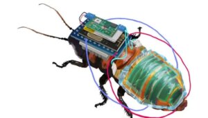 Read more about the article Japanese researchers develop cyborg cockroaches for ‘search and rescue operations’- Technology News, FP