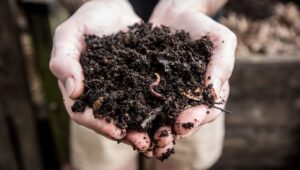 Read more about the article How some US-based companies are turning deceased humans in to compost- Technology News, FP