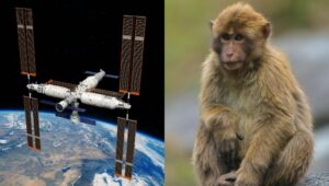Read more about the article China plans to send monkeys to the Tiangong space station to study how they reproduce in space- Technology News, FP