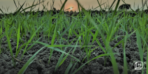 Read more about the article Carbon farming startup Grow Indigo raises $6M funding