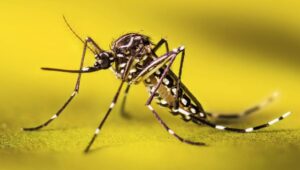 Read more about the article Mosquitoes carrying flesh-eating bacteria, can spread to humans
