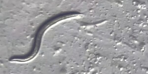 Read more about the article Scientists Revive 46,000-Year-Old Siberian Worm: The Ice Age Survivor