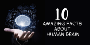 Read more about the article The Human Brain: 10 Astonishing Facts You Must Know