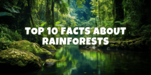 Read more about the article Rainforests: Top 10 Astonishing Facts You Must Know