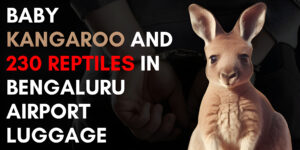 Read more about the article Baby Kangaroo and 230 Reptiles in Bengaluru Airport Luggage