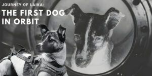 Read more about the article Laika: The Stray Dog Who Conquered Space and Hearts Worldwide