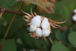 Read more about the article Unlocking business opportunities: 5 cotton-based business ideas on World Cotton Day