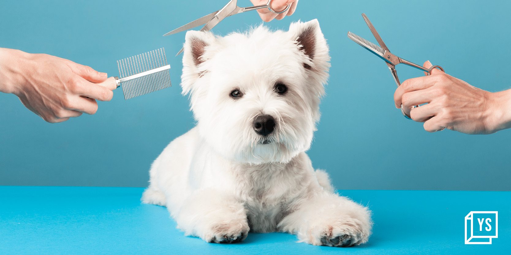 You are currently viewing India's thriving pet care sector: The ideal ground for a unicorn