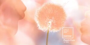 Read more about the article Pantone's 2024 Color of the Year is Peach Fuzz