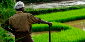 Read more about the article Use of AI in farming to be presented in Parliamentary session: Sharad Pawar