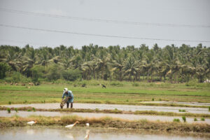 Read more about the article Mitti Labs aims to make rice farming less harmful to the climate, starting in India